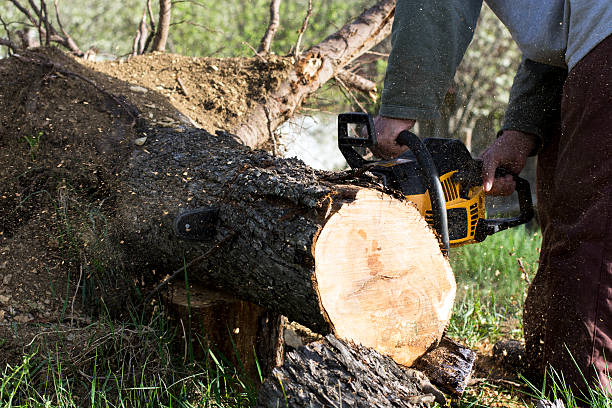 Emergency Tree Services Available